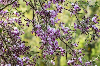 A Desert Ironwood Tree in bloom.